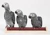 Cria a mano de loros